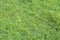 Background texture surface lawn colorful