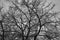 Background texture of tree branches. Beautiful weave of bare trees