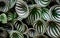 The background texture of Tropical `Peperomia Argyreia` or `watermelon Peperomia` plant with round silvery green leaves backgr