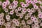 Background texture white with purple Petunia center. Annual summer flowers close-up for balconies or vases on streets, flower beds