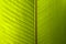 Background, texture - wide surface of a living green banana leaf