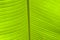 Background, texture - wide surface of a living green banana leaf