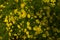 Background and texture of yellow daisy and green leaf in the gar