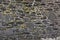 Background texture of yellow green lichen covering grey bluestone wall made of basalt rocks
