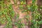 Background of thickets of green ivy growing chaotically on the surface of an old brick wall and several concrete elements