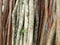 Background of thin wooden logs of different colors. Vertical bunch of thin logs. Tropical and Caribbean culture. Overseas