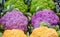 Background: three colors if cauliflowers kept in a shop for sale