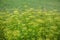 Background of a top view of the flowering parsley bush with stems, leaves and inflorescences