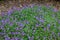 Background of Trailing Blue Saxifraga in garden