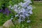 Background of Trailing Blue Saxifraga in garden