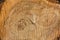 Background of the transverse cut of the poplar tree trunk
