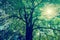 Background of tree branches with green foliage with sun radius.
