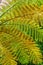 Background of the tree fern leaves