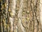 Background tree forest cortex bark