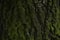Background, tree, hornbeam tree bark and moss.close up.beautiful artistic light
