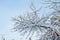 Background of trees for a double exposure, many branches, branches in snow, snow on branches, snow on trees