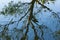 Background of trees mirrored on rippled water surface