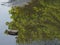 Background of trees mirrored on water surface