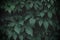 Background of trend dark green leaves with deep shadows, creative layout