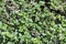 Background of Trimmed Hedge Green Leaves