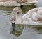 Background with a trumpeter swan drinking water