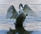 Background with a trumpeter swan showing wings