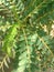 background of the trunk of the Turi flower tree whose leaves are covered in dust