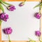 Background with Tulips flowers and water drops on blank white chalkboard