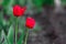 The background of two red tulips blooming in the spring in nature against a backdrop of blurred greenery and earth. Flowering