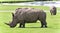 Background with two rhinoceroses eating the grass