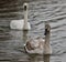 Background with two trumpeter swans swimming