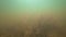 Background of a underwater turbid in shallow water.