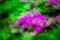 Background of unfocused flowers with zooming, pink and green colors