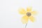 Background unfocused yellow painted flower on white paper with copy space