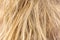 Background of untidy, tough, blond hair of a woman