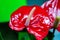 Background. Usually the flowers of the anthurium plant have bright colors. The two anthurium flowers in the photos are dark red. T