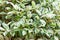 Background of variegated ficus foliage in summer garden