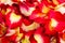 Background of various color rose petals