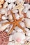 Background of various seashells and starfishes