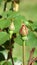 Background vegetable image. Blurry green leaves, buds of a not blooming red rose.