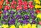 background with very many colorful primroses flowers
