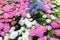 Background of vibrant hydrangea flowers in a green garden