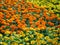 Background of Vibrant Marigold Flowers Field