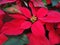 Background of Vibrant Red Poinsettia Plant