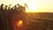 Background video close-up of ears of wheat at sunset.