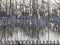 Background view of an ice-covered twigs curtain from a willow tree with bokeh in the background