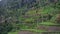Background view magnificent nature green rice terraces hills in asia, among jungle. young rice growing water