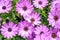 Background of violet daisies