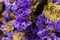 Background violet statice flower background use for decoratio