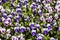 Background of violet tricolor flowers